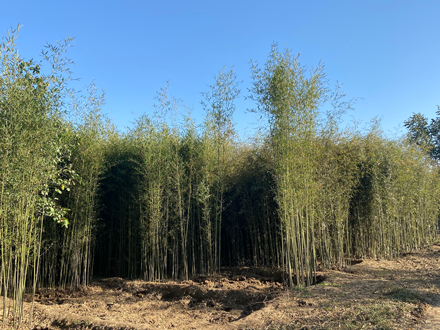 北京艺隆达苗木种植场