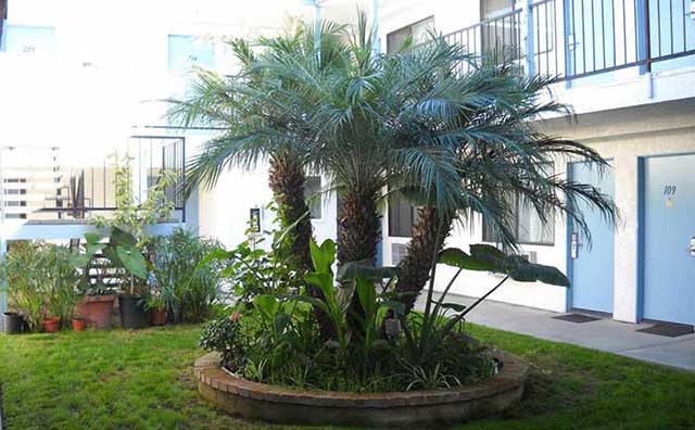 棕榈棕树庭院绿化风水植物