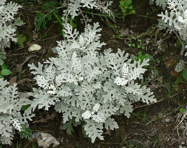 银叶菊-更适合做花境造景中冷暖过度色-华源发绿化网