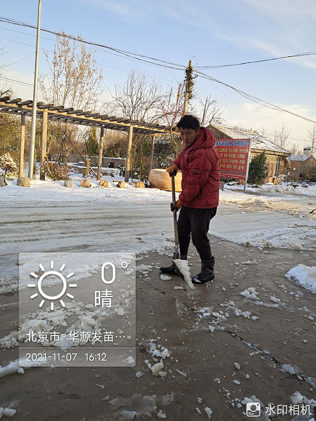 2021北京第一场雪，银装素裹的华源发苗木市场