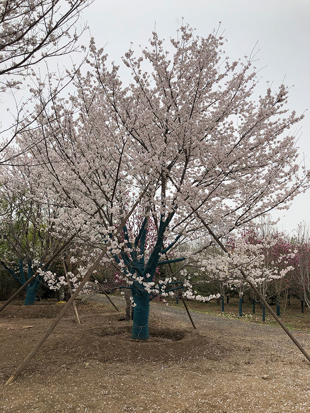 北京别墅绿化在小区绿化树种选择上有哪些要求
