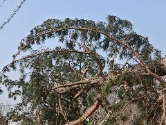 <b><font color='#333333'>华源发市场接来欧洲赤松  在苗圃越冬</font></b>