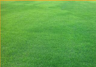 草皮价格受那些因素的影响