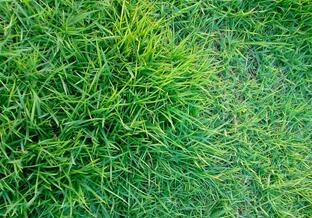 草皮价格的高低取决于外界哪些因素？