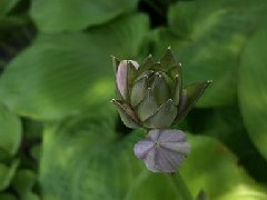 叶片透绿娇莹，花苞似簪之玉簪推荐，华源发绿化网