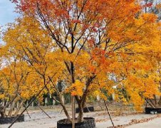 绿化苗木-乔木类植物推荐--华源发苗木市场