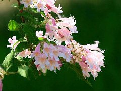 猥实，观花观果灌木植物种植应该注意哪些-华源发苗木网