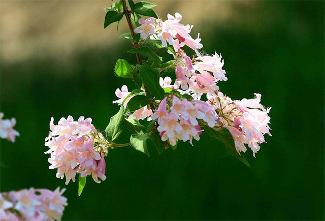 猥实,观花观果灌木植物种植应该注意哪些