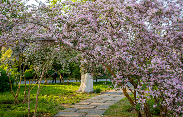 猥实,观花观果灌木植物种植应该注意哪些