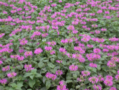 【本周上新】各种草花