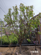 【本周推荐】海棠类