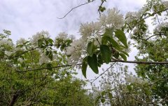 【本周上新】流苏树