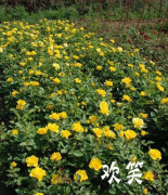 【本周推荐】月季类