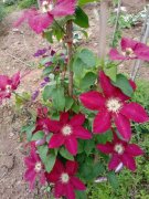 【本周推荐】铁线莲