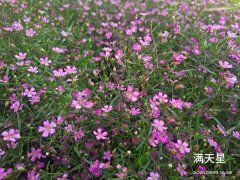 【本周推荐】时令花卉