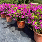 【本周推荐】绿化草花