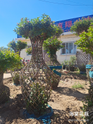 【本周推荐】绿化苗木