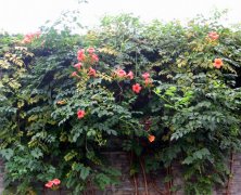 【本周推荐】绿化苗木.