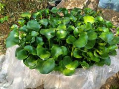 【本周推荐】水生植物