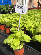 【本周推荐】花境植物