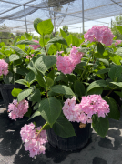 【本周推荐】绣球