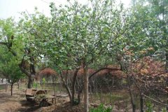 华源发苗木市场春季开市