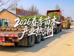 <b>春意盎然产销旺 华源发点燃 2026 春季苗木产业热潮</b>