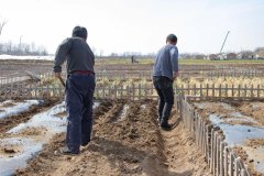 <strong>春耕正当时!在森氧部落,老陈和老</strong>