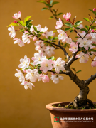 <strong>小满启盛景，花木润京华 —— 华源发</strong>